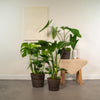 Monstera Deliciosa - ↕ 75 cm - Ø 21 cm + Alocasia Zebrina - ↕ 75 cm - Ø 19 cm + Strelitzia Nicolai - ↕ 85 cm - Ø 19 cm