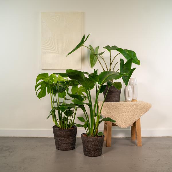 Monstera Deliciosa - ↕ 75 cm - Ø 21 cm + Alocasia Zebrina - ↕ 75 cm - Ø 19 cm + Strelitzia Nicolai - ↕ 85 cm - Ø 19 cm
