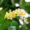 Nachtfalterorchidee – Überraschungsbox Mix – 4 verschiedene Phalaenopsis Orchideen