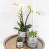 Nachtfalterorchidee - Phalaenopsis - ↕ 35–45 cm - Ø 9 cm | 2er-Set Groove silber in silbernen Keramiktöpfen