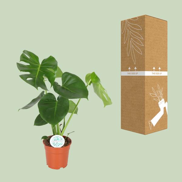 Fensterblatt - Monstera Deliciosa - ↕ 65 cm - Ø 17 cm
