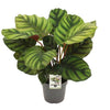 Korbmarante - Calathea Fasciata - ↕ 50 cm - Ø 14 cm