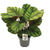 Korbmarante - Calathea Fasciata - ↕ 50 cm - Ø 14 cm