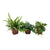 Grüne Mischung - Grünlilie - Chlorophytum, Efeutute - Hedera & Ufopflanze - Pilea - 3 Pflanzen - ↕ 35 cm - Ø 13 cm