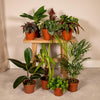 Außenseiterbox – 10 Zimmerpflanzen-Mix – Ø 12 cm