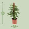 Fensterblatt - Monstera monkey - ↕ 60 cm - Ø 17 cm