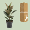 Gummibaum - Ficus Elastica Robusta - ↕ 55 cm - Ø 17 cm