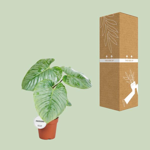 Philodendron Sodiroi - ↕ 45 cm - Ø 15 cm