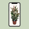 Gummibaum - Ficus Elastica Tineke - ↕ 85 cm - Ø 27 cm