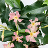 2x Sternjasmin – Trachelospermum 'Star of Ibiza' – ↕ 65 cm – Ø 15 cm