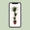 Drachenbaum - Dracaena Marginata - ↕ 120 cm - Ø 21 cm