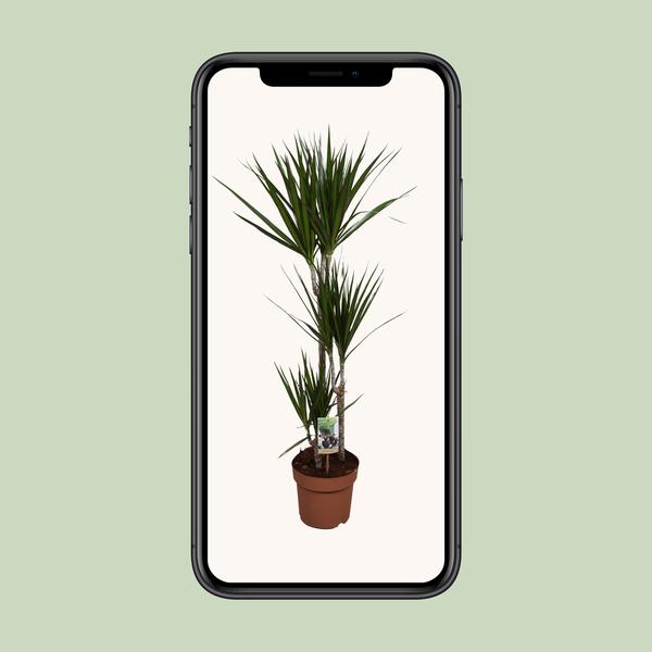 Drachenbaum - Dracaena Marginata - ↕ 120 cm - Ø 21 cm