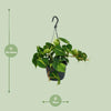Philodendron Scandens Brasil - ↕ 35 cm - Ø 15 cm