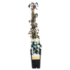 Efeu – Hedera helix Goldheart – ↕ 65 cm – Ø 15 cm
