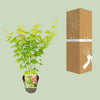 Fächerahorn – Acer palmatum Going Green – ↕ 30 cm – Ø 15 cm