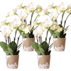4x Nachtfalterorchidee weiß – Phalaenopsis Orchidee – Ghent – Ø 12 cm – COMBI DEAL