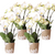 4x Nachtfalterorchidee weiß – Phalaenopsis Orchidee – Ghent – Ø 12 cm – COMBI DEAL