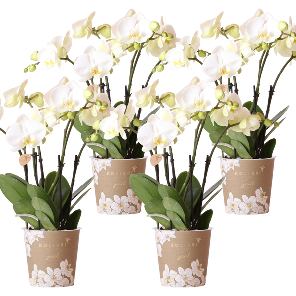 4x Nachtfalterorchidee weiß – Phalaenopsis Orchidee – Ghent – Ø 12 cm – COMBI DEAL