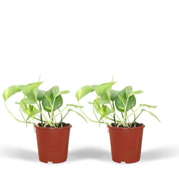 2x Goldene Efeutute - Epipremnum Aureum - ↕ 20 cm - ø 12 cm