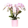 Nachtfalterorchideerosa – Phalaenopsis Orchidee – Portugal – ↕ ca. 35–45 cm – Ø 9 cm | Painted Stripe-Topf Rosa
