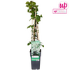 Kletterhortensie – Hydrangea petiolaris – ↕ 65 cm – Ø 15 cm
