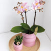 2x Nachtfalterorchidee rosa – Phalaenopsis Orchidee – Andorra – ↕ ca. 35–45 cm – Ø 9 cm – COMBI DEAL