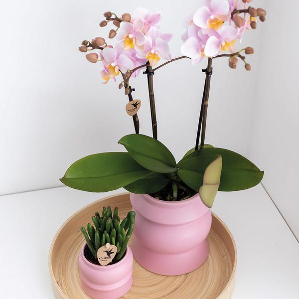 2x Nachtfalterorchidee rosa – Phalaenopsis Orchidee – Andorra – ↕ ca. 35–45 cm – Ø 9 cm – COMBI DEAL