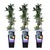 3x Passionsblume – Passiflora caerulea – ↕ 65 cm – Ø 15 cm