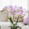 Nachtfalterorchidee - Phalaenopsis Portugal rosa - ↕ 40 cm - Ø 9 cm | Mosa-Ziertopf Rosa