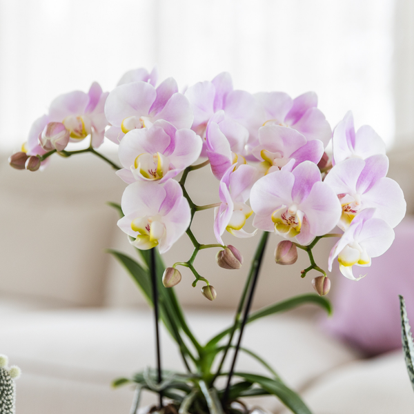 Nachtfalterorchidee - Phalaenopsis Portugal rosa - ↕ 40 cm - Ø 9 cm | Mosa-Ziertopf Rosa