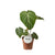 Philodendron – Gloriosum Dark Form – ↕ 25 cm – Ø 12 cm