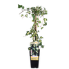 Efeu – Hedera colchica Dentata Variegata – ↕ 65 cm – Ø 15 cm
