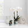 Nachtfalterorchidee - Phalaenopsis Amabilis weiß - ↕ 40 cm - Ø 9 cm | im Sky-Topf Ø 9 cm, Höhe 40 cm