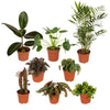 Außenseiterbox – 8 Zimmerpflanzen Mix – Ø 12 cm