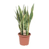 Bogenhanf ‚Laurentii' – Sansevieria trifasciata