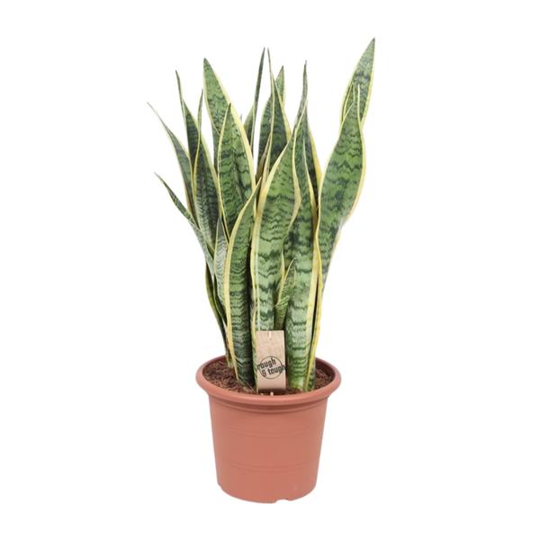 Bogenhanf ‚Laurentii' – Sansevieria trifasciata