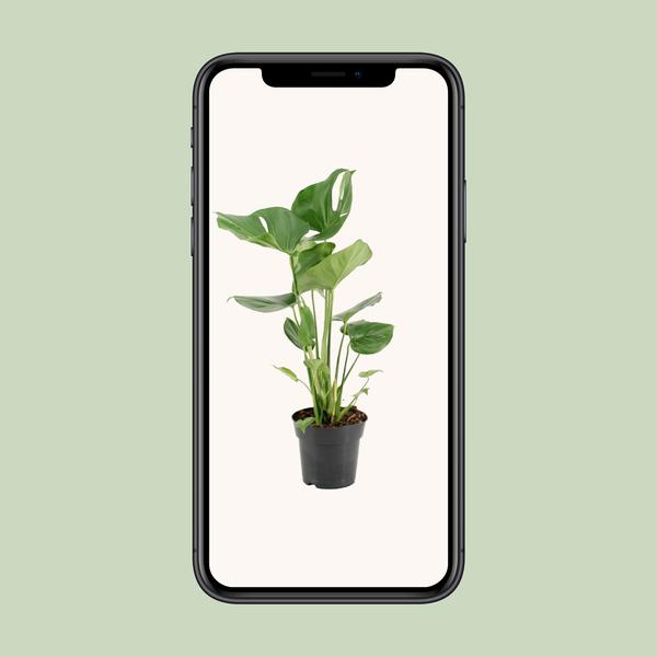 Fensterblatt - Monstera Deliciosa - ↕ 60 cm - Ø 17 cm
