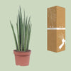 Bogenhanf - Sansevieria Fernwood Punk - ↕ 35 cm - Ø 12 cm