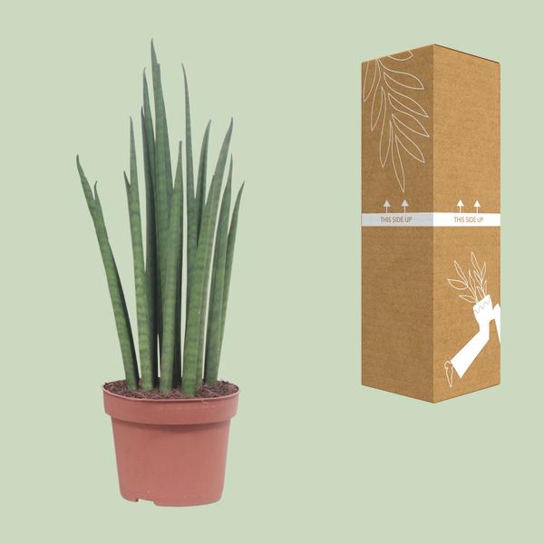 Bogenhanf - Sansevieria Fernwood Punk - ↕ 35 cm - Ø 12 cm