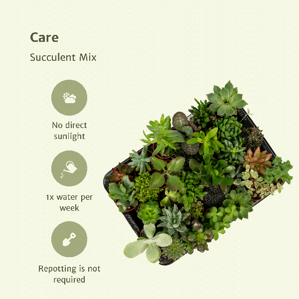 20x Sukkulenten - Mix – ↕ 7 cm – Ø 5,5 cm