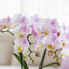 Pflanzenset Valentinstag 'Candy' – Phalaenopsis Orchidee Portugal rosa & Sukkulente – inkl. Keramik-Dekotöpfe