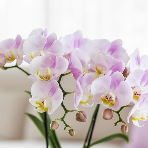 Pflanzenset Valentinstag 'Candy' – Phalaenopsis Orchidee Portugal rosa & Sukkulente – inkl. Keramik-Dekotöpfe