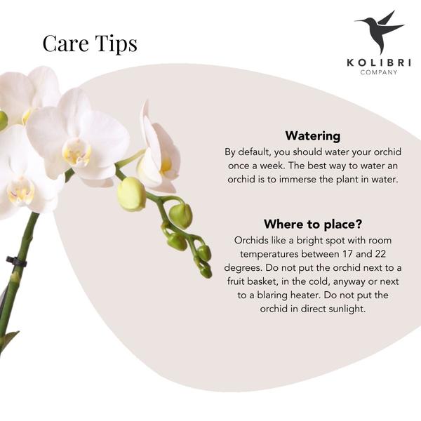 Nachtfalterorchidee - Phalaenopsis Amabilis weiß - ↕ 40 cm - Ø 9 cm | Elite-Topf Gold