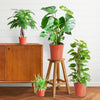 4x Pflegeleichte Zimmerpflanzen - Grünlilie, Glückskastanie, Efeutute & Monstera - ↕ 25–80 cm - Ø 12–21 cm