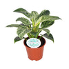 Philodendron Birkin - ↕ 25 cm - Ø 14 cm