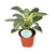 Philodendron Birkin - ↕ 25 cm - Ø 14 cm