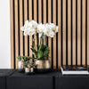Nachtfalterorchidee - gelb rote Phalaenopsis Orchidee - ↕ 40 cm - Ø 9 cm | Elite Kupfer Topf