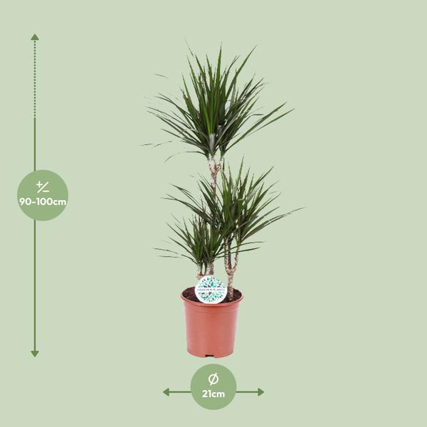 Drachenbaum - Dracaena Marginata - ↕ 115 cm - Ø 21 cm
