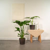 Strelitzia Nicolai - ↕ 85 cm - Ø 19 cm + Alocasia Macrorrhiza - ↕ 70 cm - Ø 19 cm