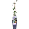Passionsblume – Passiflora caerulea Blau – ↕ 65 cm – Ø 15 cm